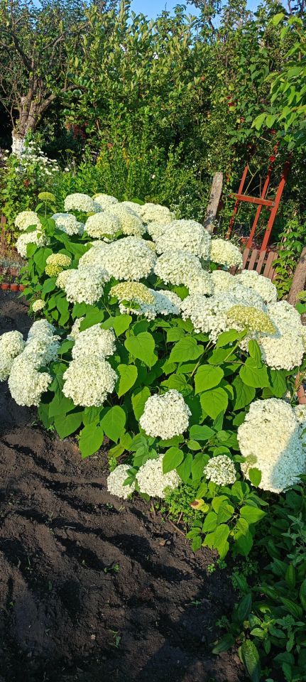 Działka rod Zielona Góra Zacisze, ul. Kręta. Zdjęcie 4