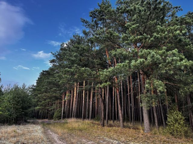 Działka leśna Rudziny. Zdjęcie 1