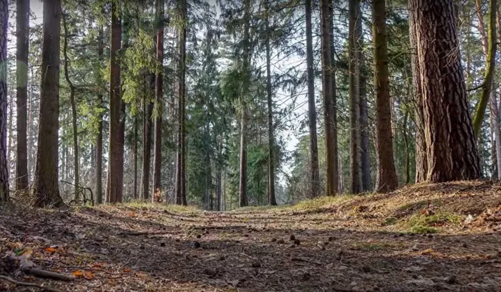 Działka leśna Doły