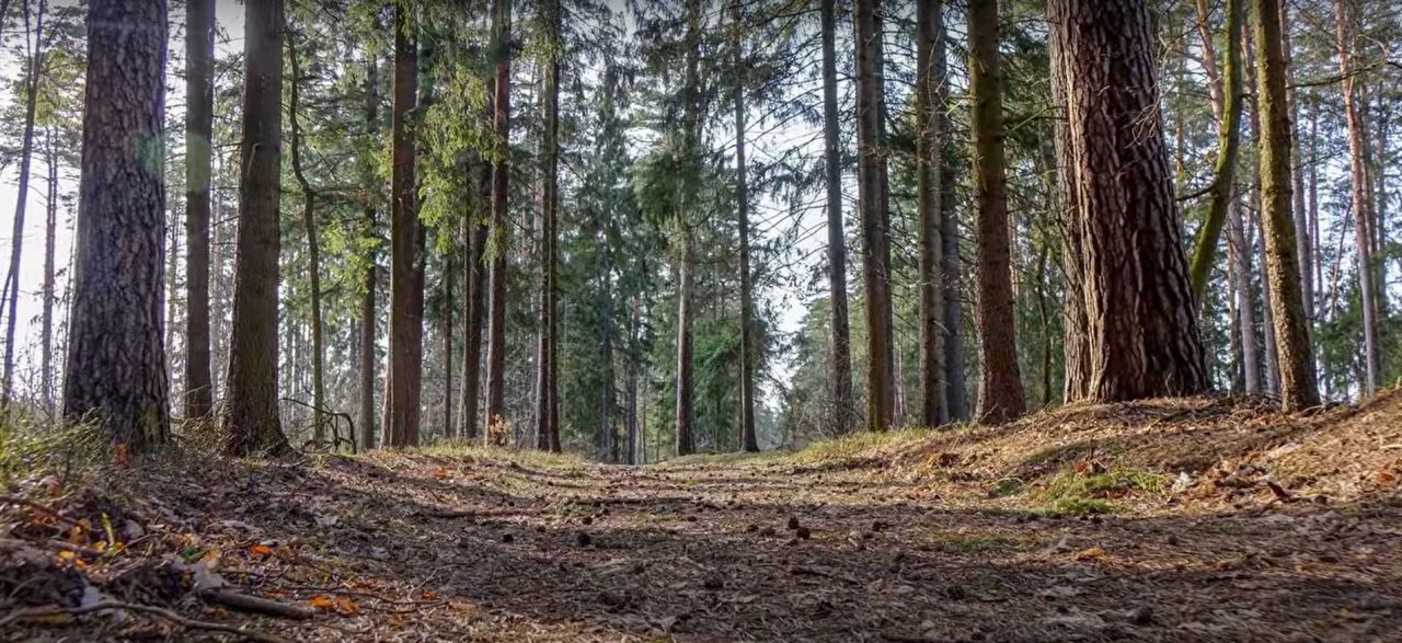 Działka leśna Doły