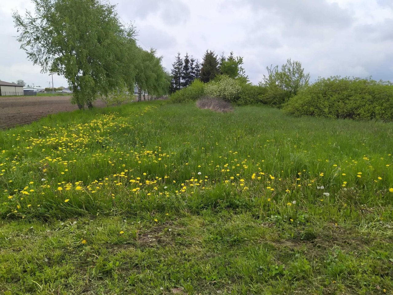 Działka inwestycyjna Żuromin, ul. Żeromskiego. Zdjęcie 5