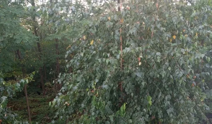 Działka leśna Rydzewo