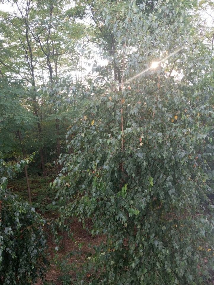 Działka leśna Rydzewo