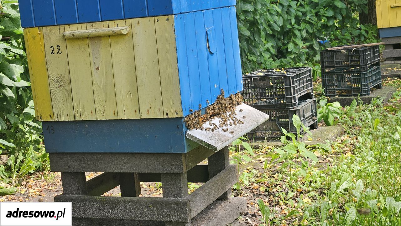 Działka rolna Runowo Krajeńskie. Zdjęcie 13
