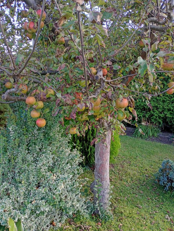 Działka rod Żnin. Zdjęcie 2