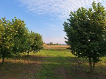 Działka rolna Krzczonów. Zdjęcie 3
