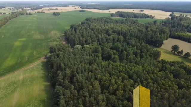 Działka leśna Pasieka. Zdjęcie 4