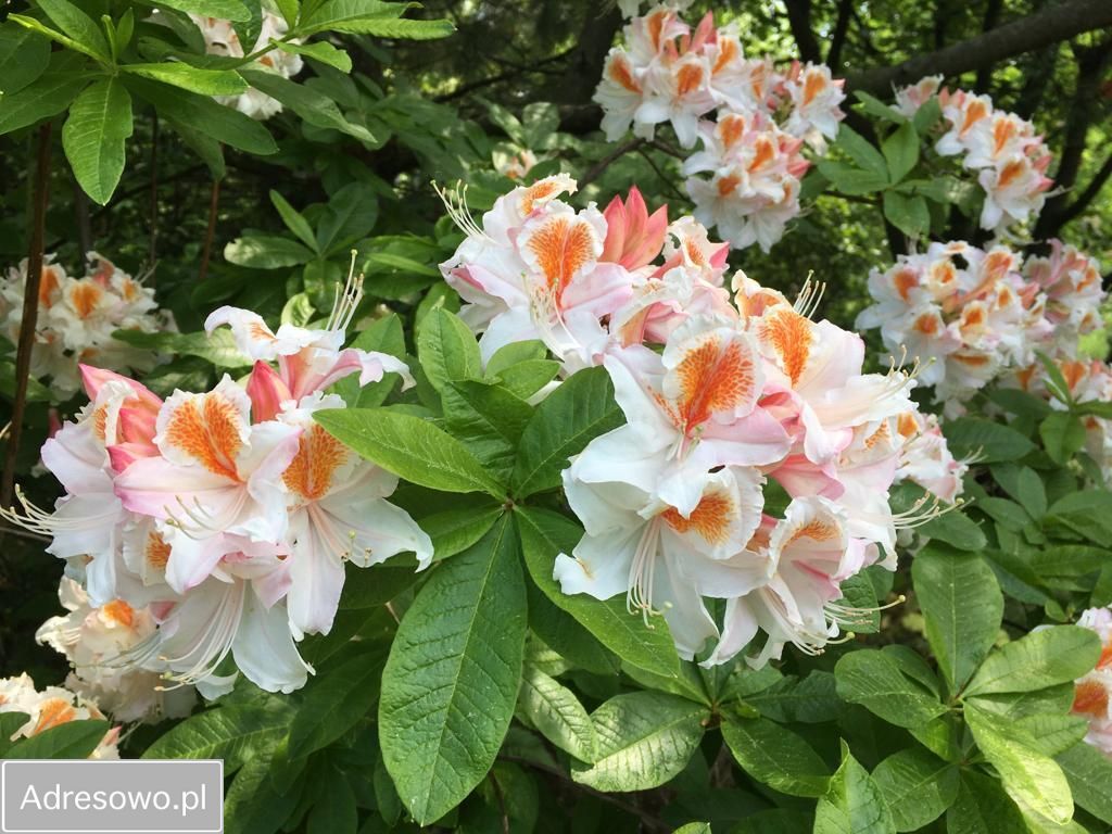 Działka rod Bielsko-Biała Kamienica. Zdjęcie 10