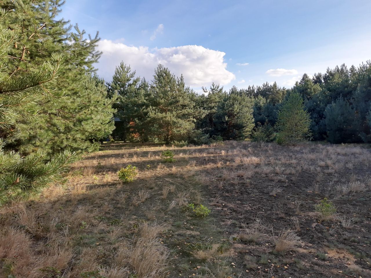 Działka rekreacyjna Zambski Kościelne. Zdjęcie 7