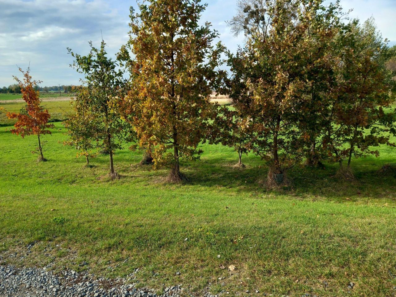 Działka budowlana Wojsławice. Zdjęcie 3