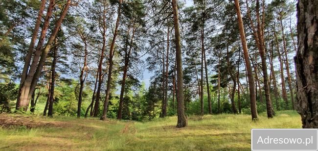 Działka rekreacyjna Ceteń. Zdjęcie 8