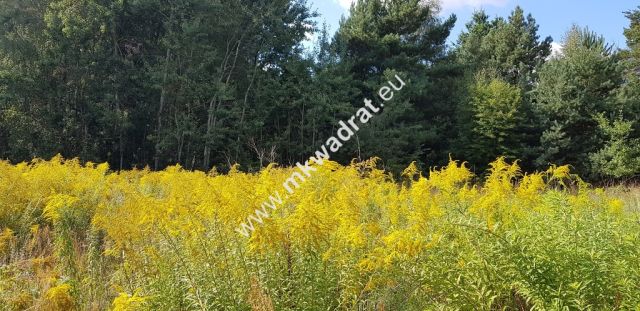 Działka budowlana Książenice. Zdjęcie 6