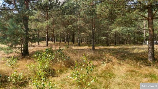 Działka budowlana Nierostowo. Zdjęcie 1