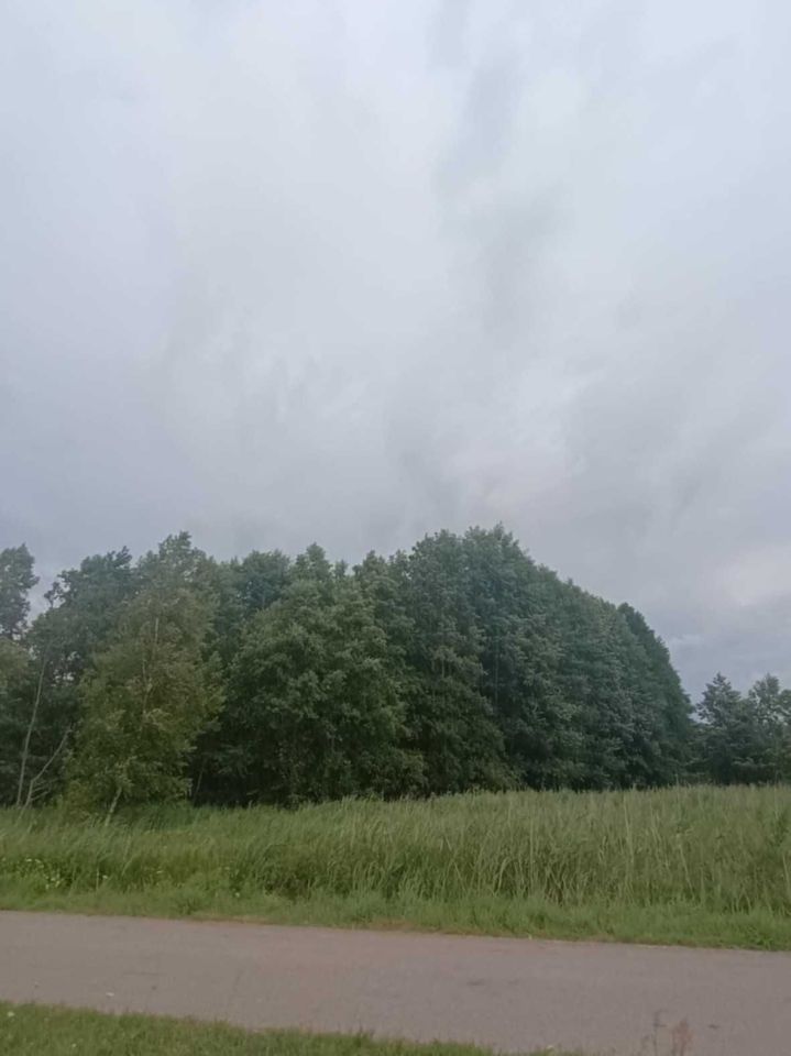 Działka leśna Niemianowice