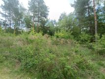 Działka budowlana Tomczyce. Zdjęcie 3