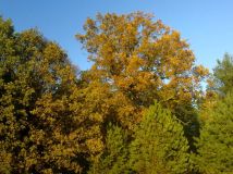 Działka rolna Borowy Młyn. Zdjęcie 3