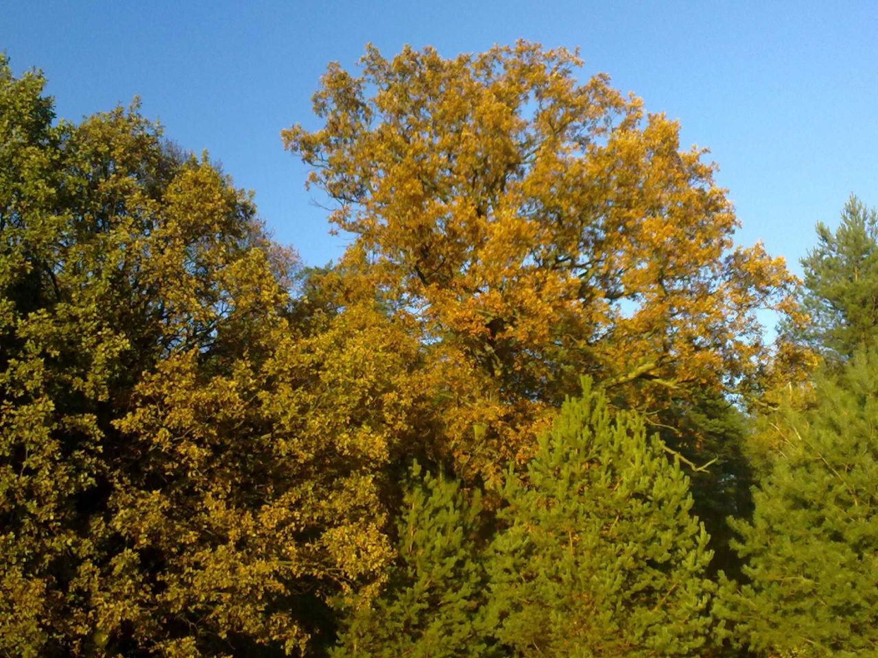 Działka rolna Borowy Młyn. Zdjęcie 4