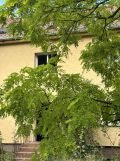 Mieszkanie 2-pokojowe Szczecin Żelechowa, ul. ks. bp. Władysława Bandurskiego. Zdjęcie 2
