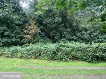 Działka budowlana Jarnołtówek. Zdjęcie 2