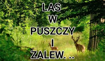 Działka leśna Ciasne, ul. Spacerowa