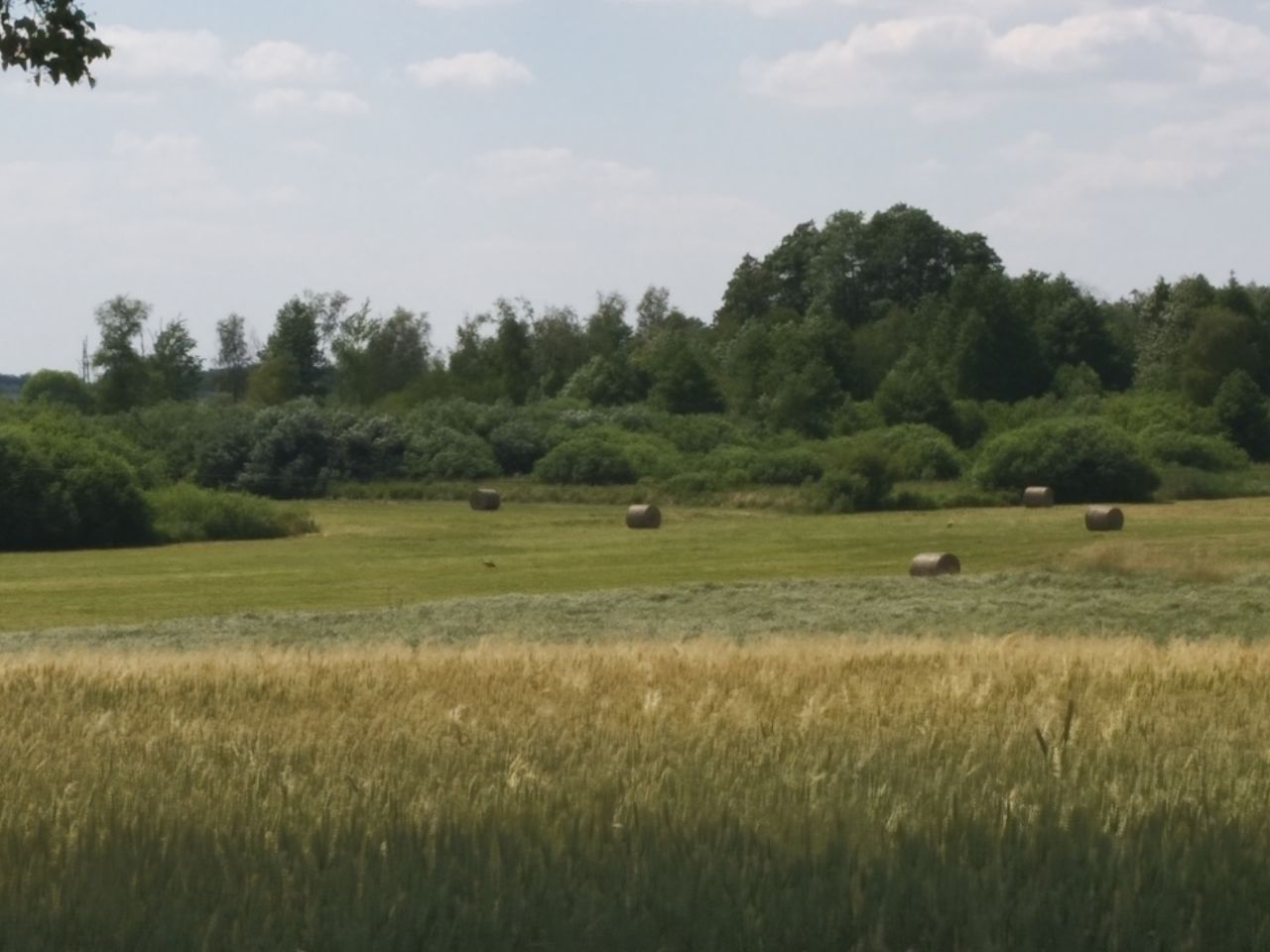 Działka rolna Zezulin Niższy. Zdjęcie 3