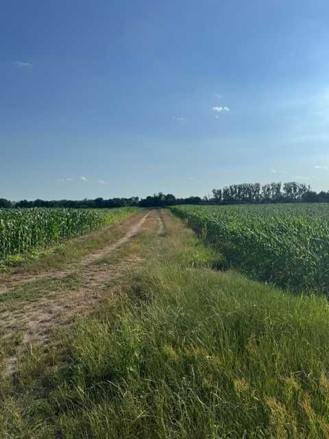Działka rolna Marcinkowice. Zdjęcie 4