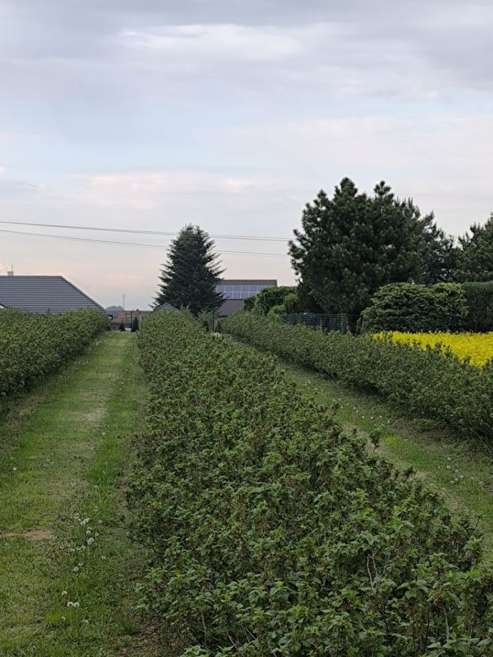 Działka rolno-budowlana Miłocin. Zdjęcie 1
