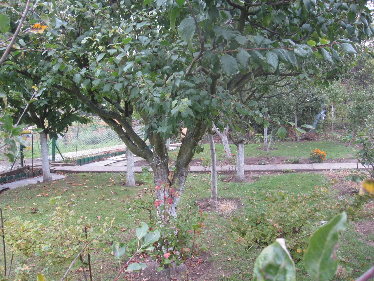 Działka rekreacyjna Wrocław Klecina, ul. Karmelkowa. Zdjęcie 8