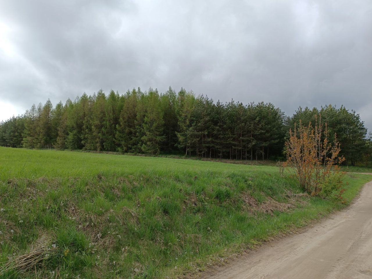 Działka leśna Wierzbowo. Zdjęcie 6