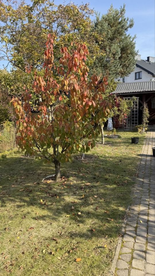 Działka na sprzedaż bez pośredników
Idalin
Radom