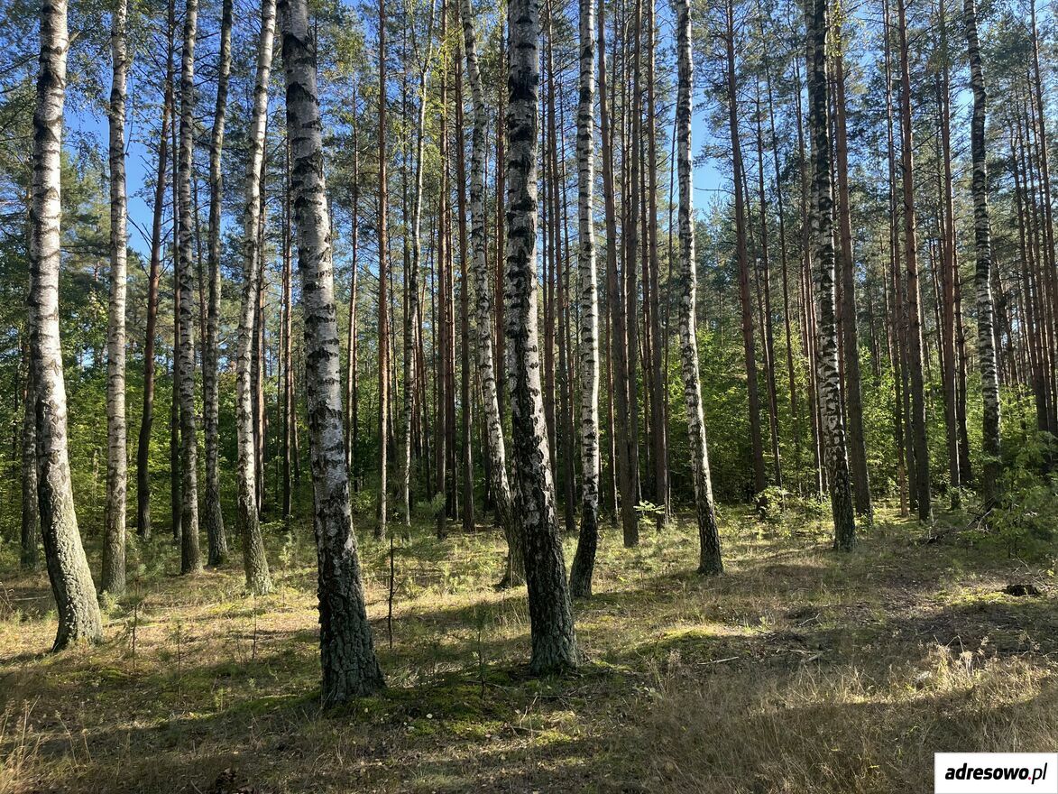 Działka leśna Uhowo. Zdjęcie 7