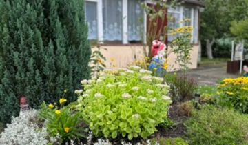 Działka rod Kalisz Szczypiorno, ul. Pogodna