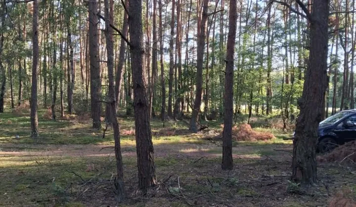 Działka leśna Krzyżówka