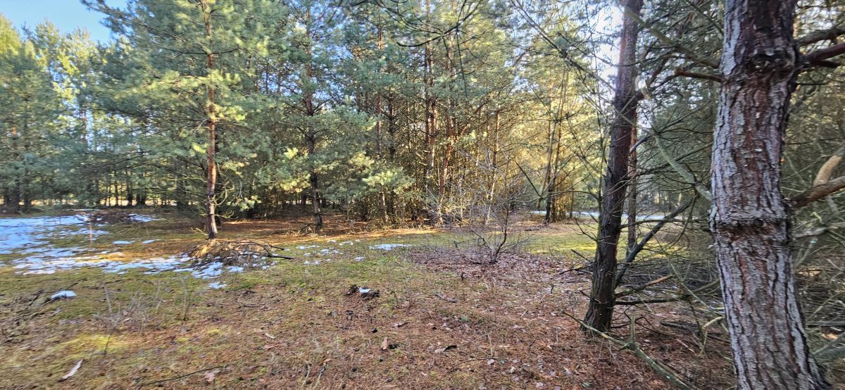 Działka budowlana Drogoszowice. Zdjęcie 4