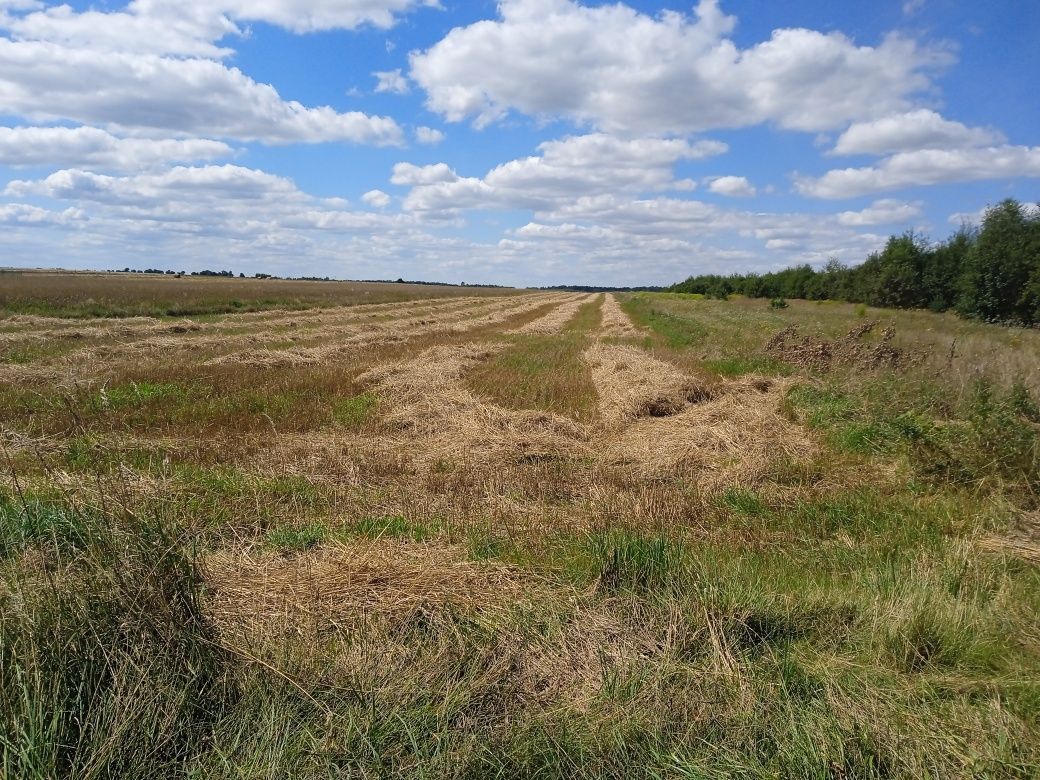 Działka rolno-budowlana Parczów. Zdjęcie 5