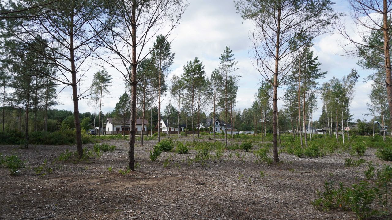 Działka budowlana Rogóźnia. Zdjęcie 4