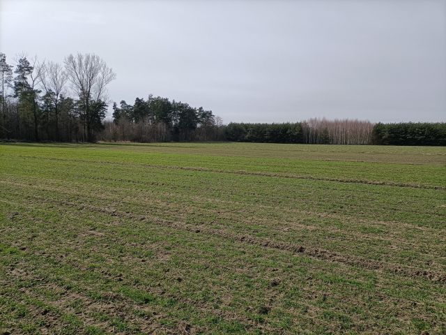 Działka rolna Wierzbica-Kolonia, Ługi. Zdjęcie 1