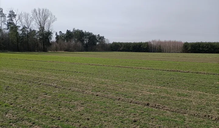 Działka rolna Wierzbica-Kolonia, Ługi