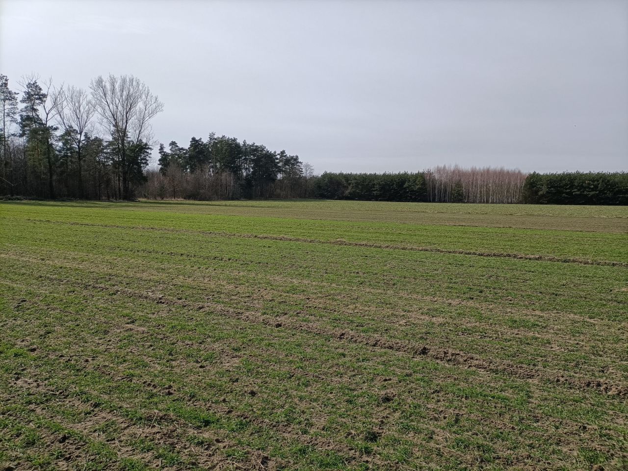 Działka rolna Wierzbica-Kolonia, Ługi. Zdjęcie 1