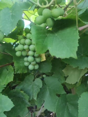 Działka rod Warszawa Włochy, ul. Ogrodników. Zdjęcie 1