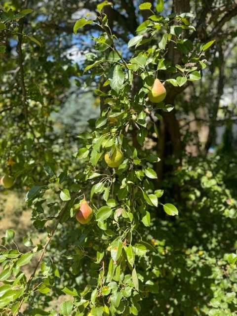 Działka rod Warszawa Ochota. Zdjęcie 6