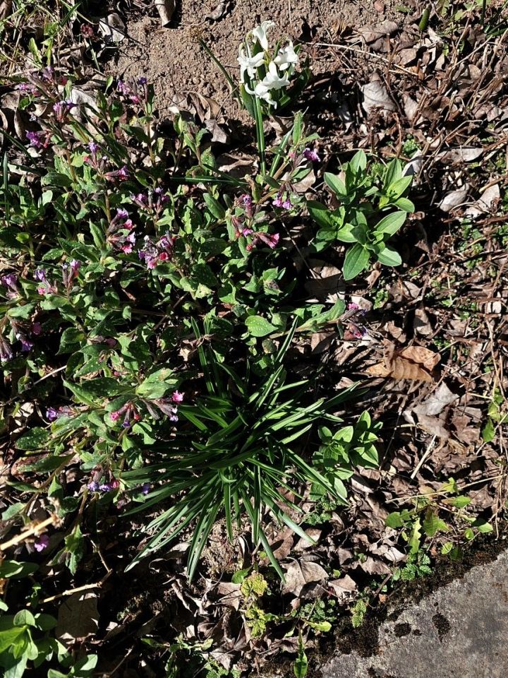 Działka rod Olsztyn. Zdjęcie 2