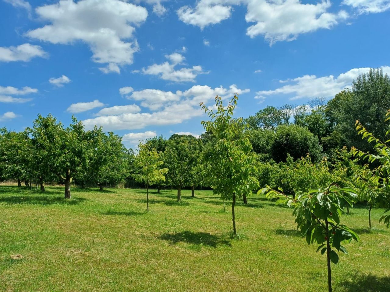 dom wolnostojący Raszów. Zdjęcie 2