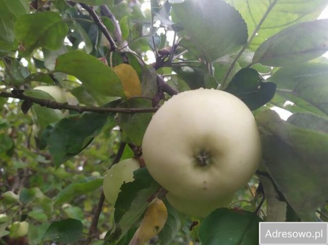 Działka rod Bydgoszcz Prądy, ul. Bydgoskiego Batalionu Obrony Narodowej. Zdjęcie 1