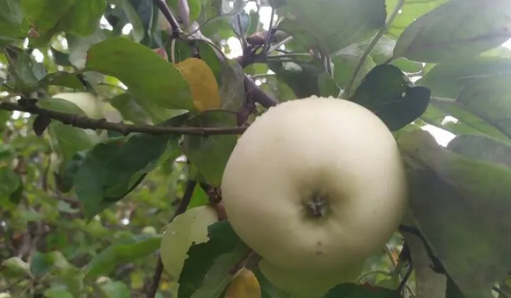 Działka rod Bydgoszcz Prądy, ul. Bydgoskiego Batalionu Obrony Narodowej