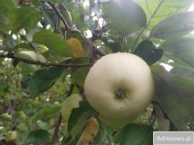 Działka rod Bydgoszcz Prądy, ul. Bydgoskiego Batalionu Obrony Narodowej