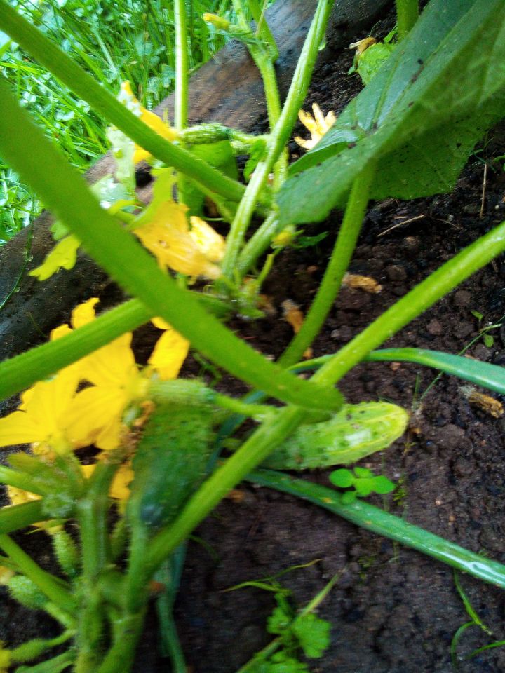 Działka rod Poręba, ul. Modrzewiowa. Zdjęcie 10