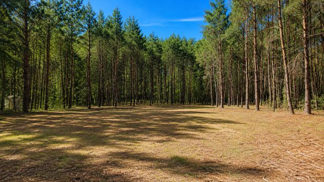 Działka budowlana Karczewko, ul. Bukowa. Zdjęcie 1