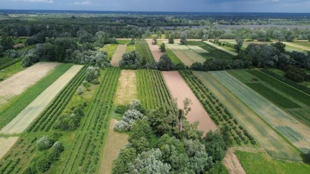 Działka siedliskowa Dębówka. Zdjęcie 4