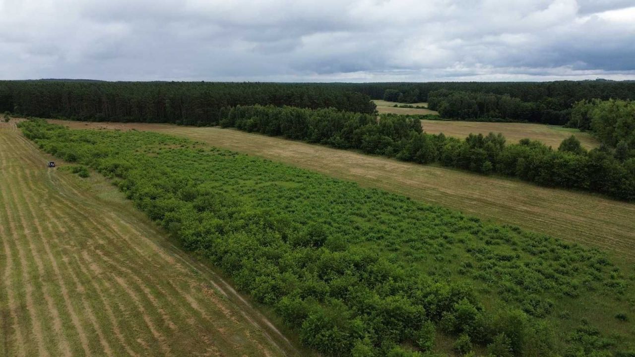 Działka budowlana Racimierz. Zdjęcie 3